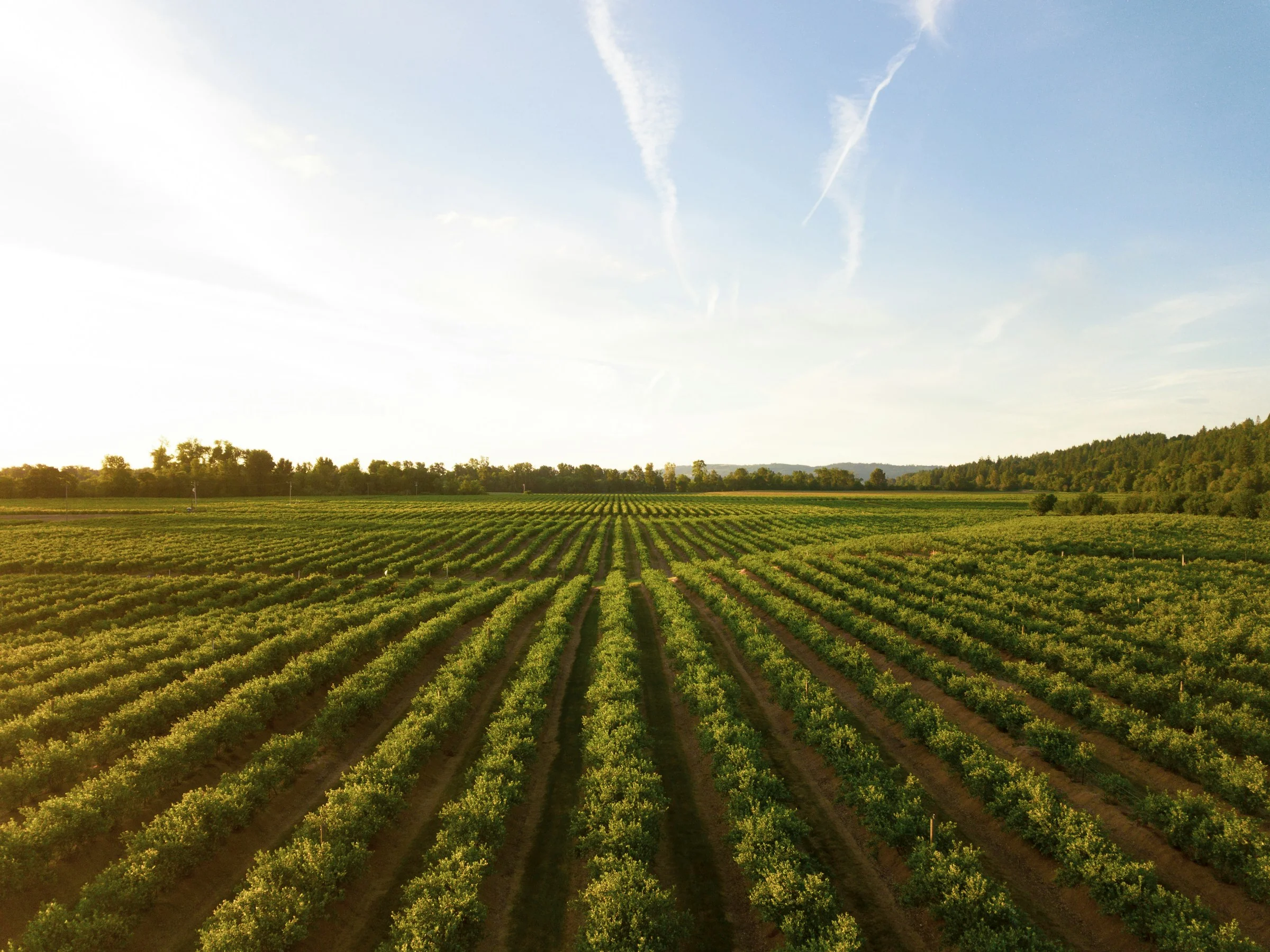Campo agrícola